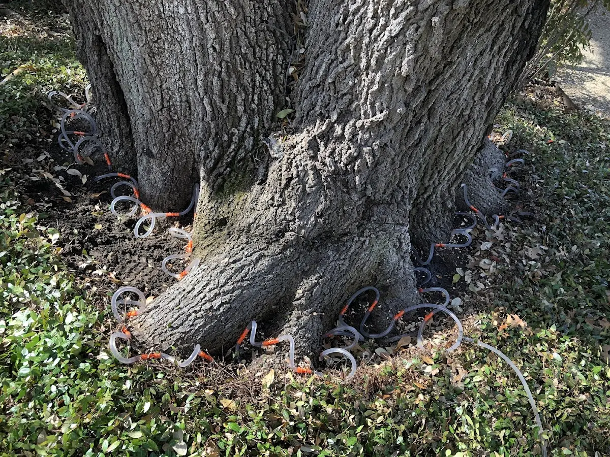 Detailed Tree Cabling and Bracing job site in Sheldon Springs