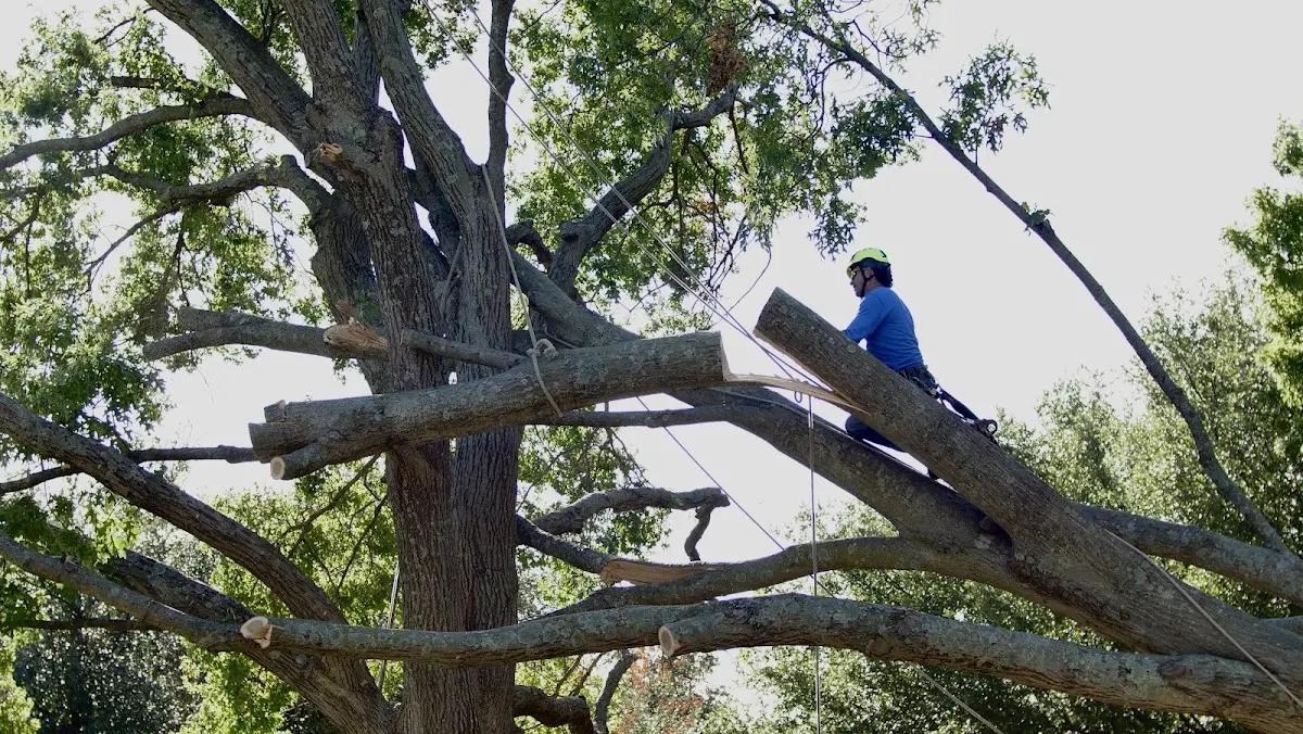 Professional Crown Thinning performed by certified arborists in Sheldon Springs