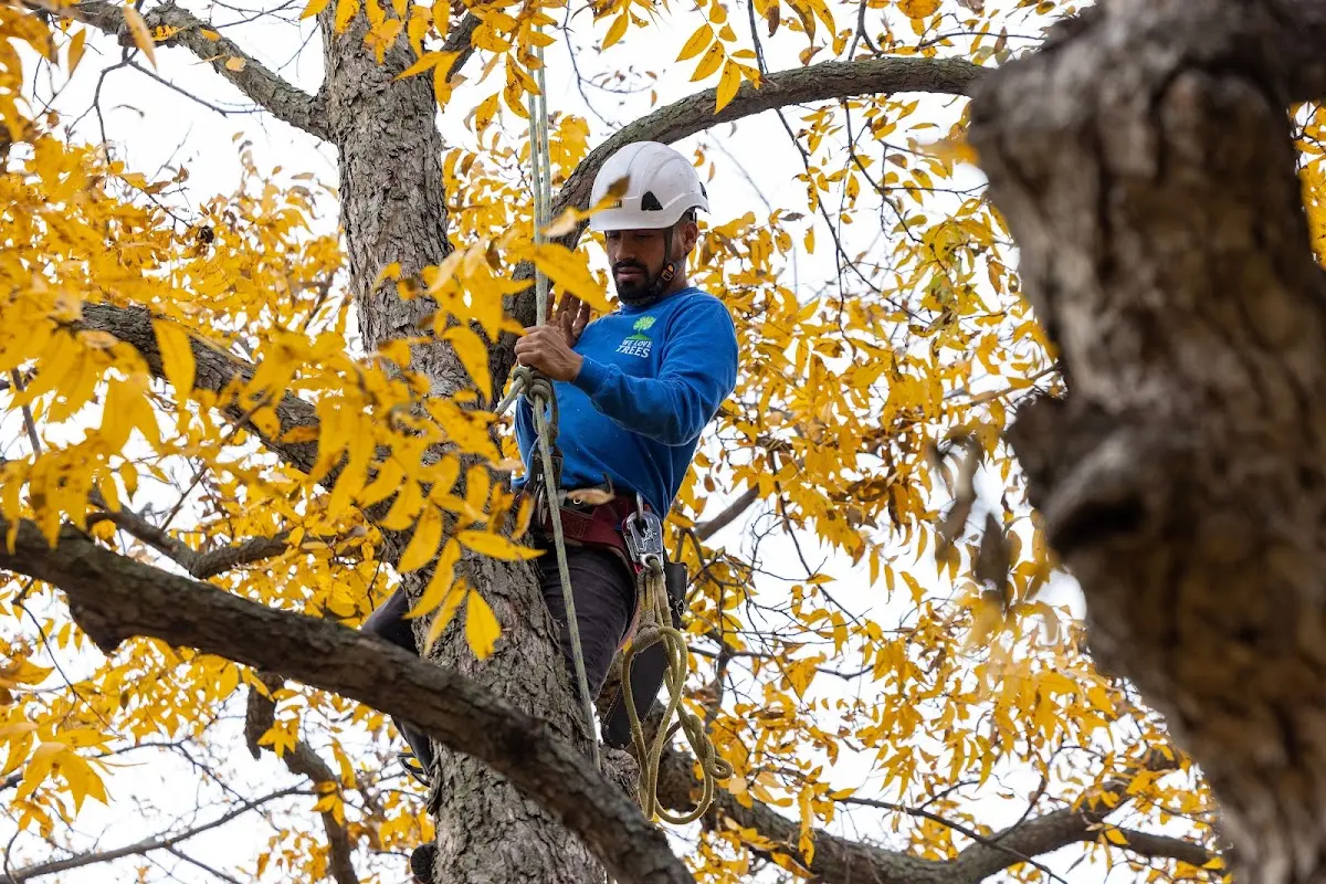 Skilled Tree Trimming crew working in Sheldon Springs