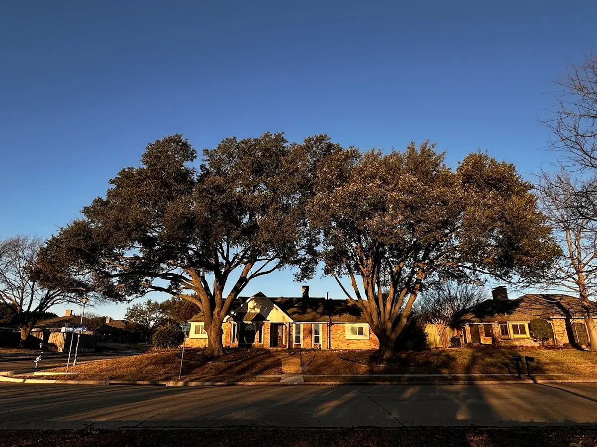 Established residential canopy tree shading a home in Sheldon Springs